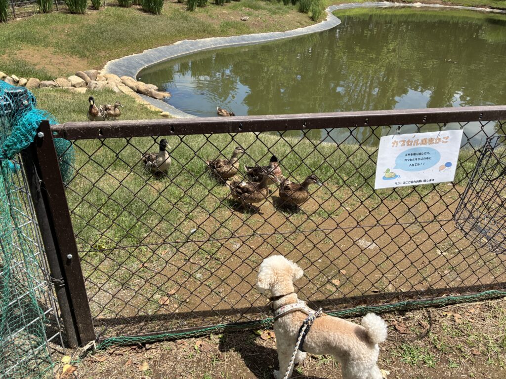 花の森公園の鴨。餌やりができて、そらは興味津々だった
