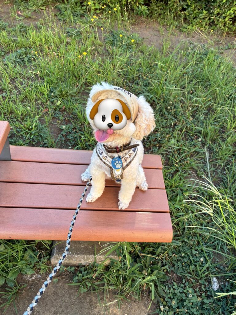 犬夜市で買ったベージュのキャップをかぶって、ベンチに座るトイプードルのそら。両サイドの穴から耳が出ている