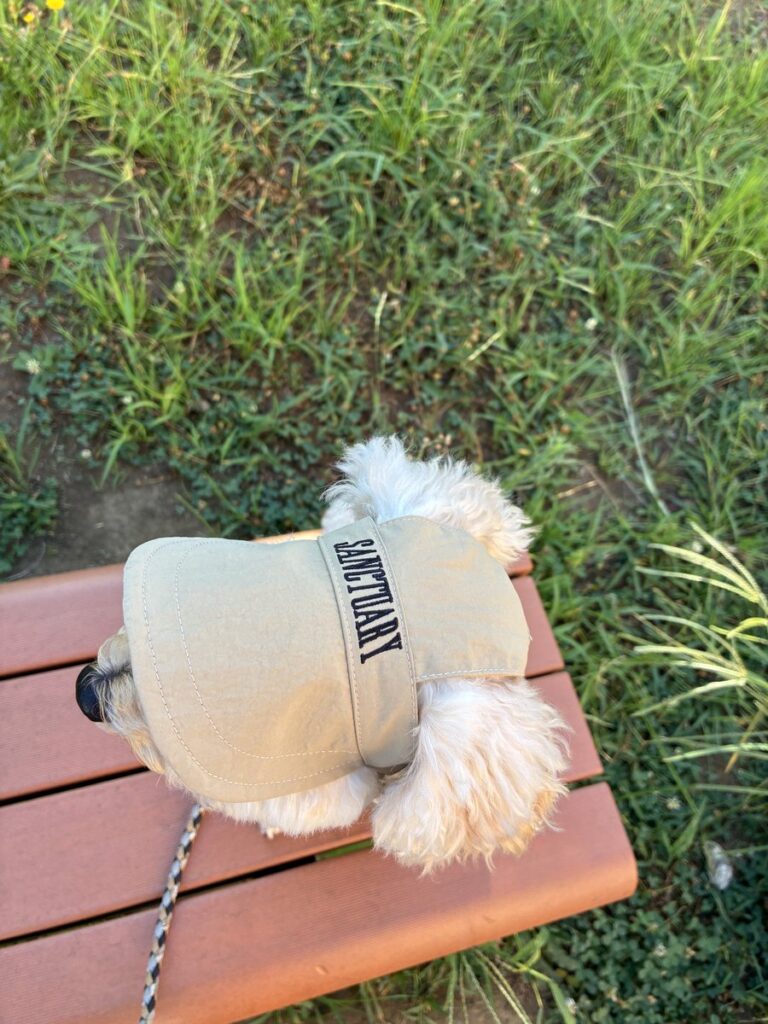 犬用キャップを真上から見たところ。ベージュの生地に「SANCTUARY」の刺繍が入っている