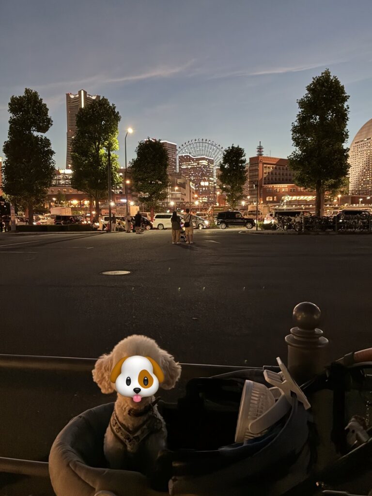 夜のみなとみらい。観覧車と高層ビルの灯りを背に、ペットカートに乗るトイプードルのそら