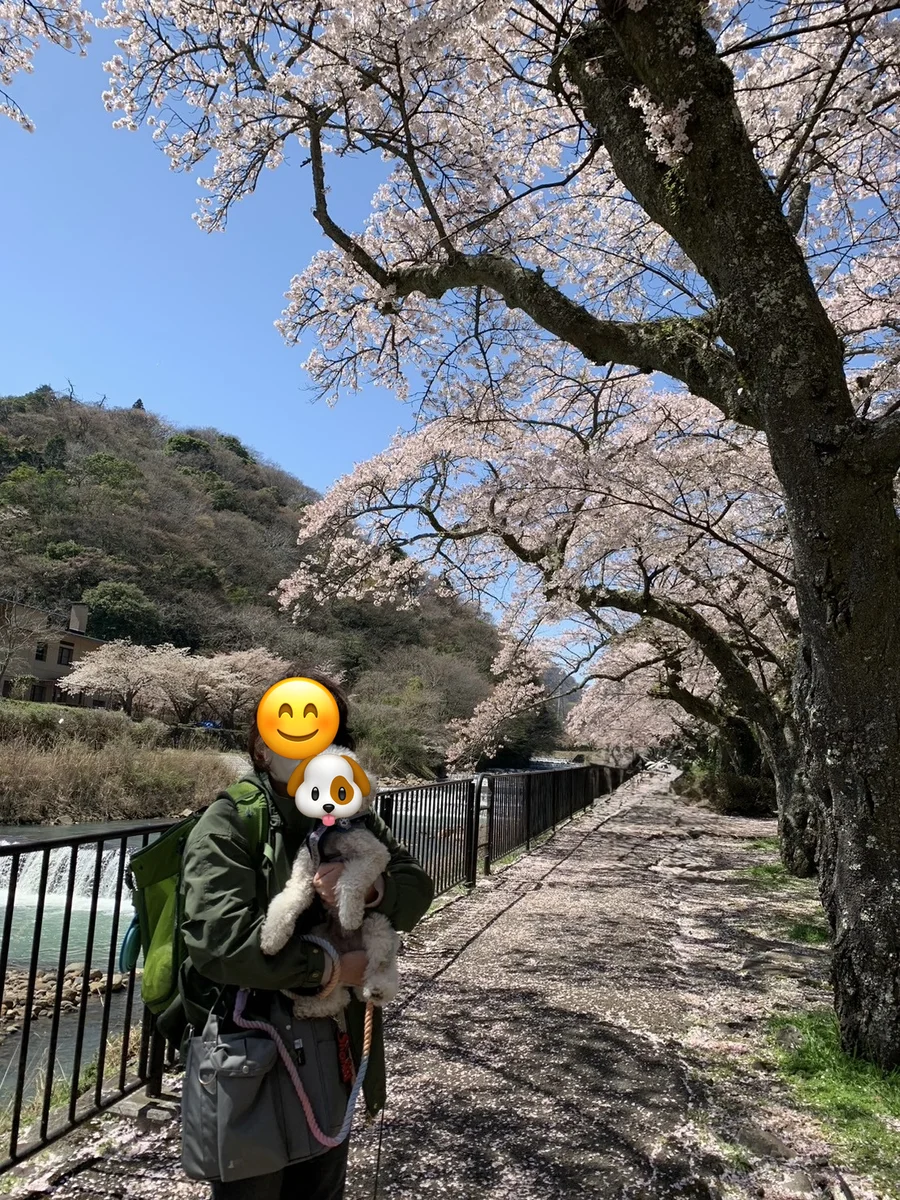満開の桜の下で、白いトイプードルのそらを抱っこする女性