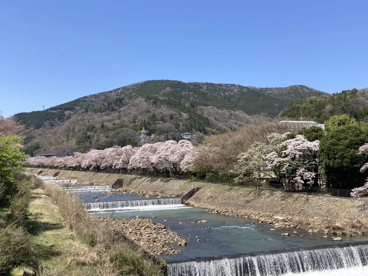 早川の堤に続く桜並木と川の流れ。箱根の宮城野早川堤