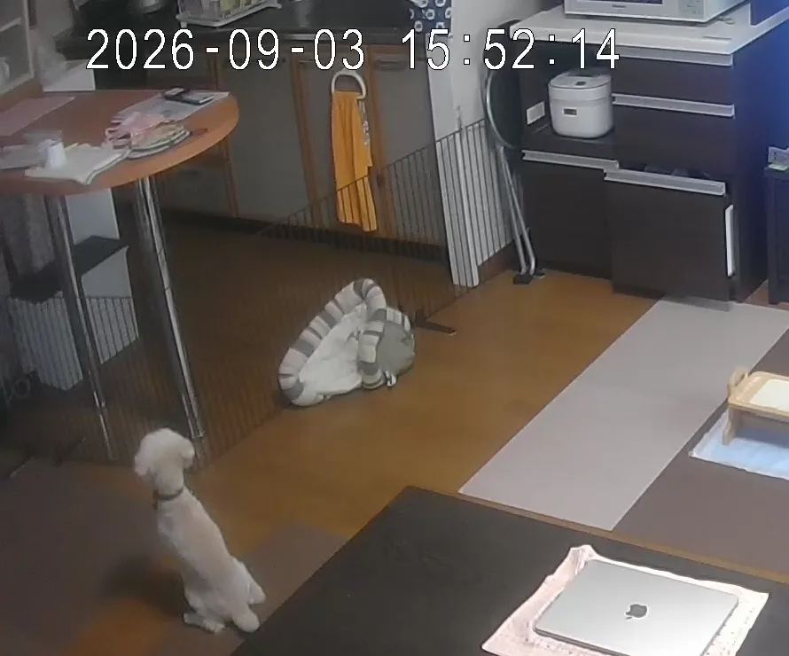 見守りカメラに映った留守番中の午後のそら。ドアのほうを向いてお座りする白いトイプードル
