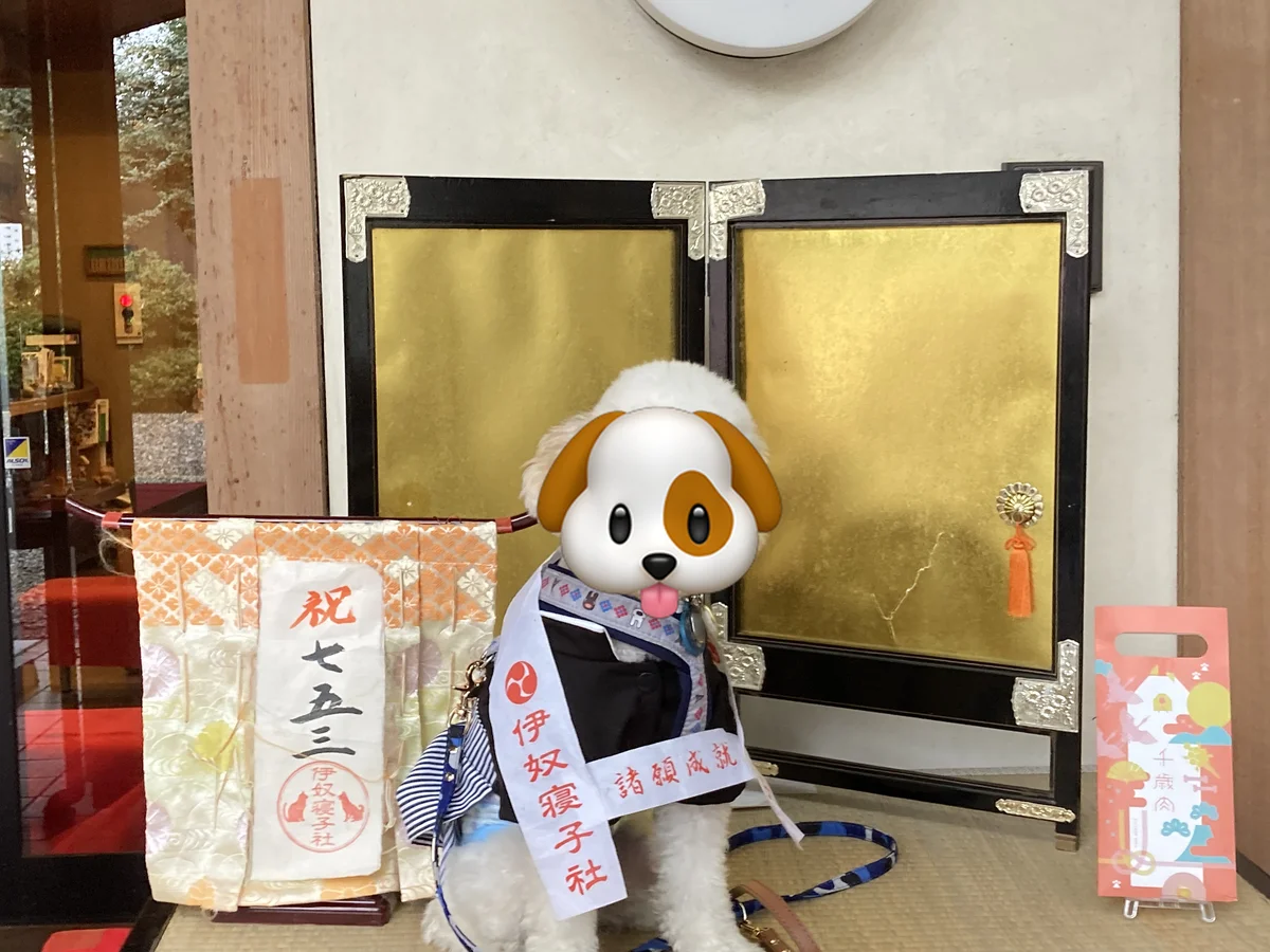 祝七五三の札の前で、袴姿で座るトイプードルのそら