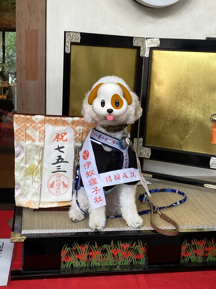 ご祈祷の台の上に立つ、袴姿のトイプードル