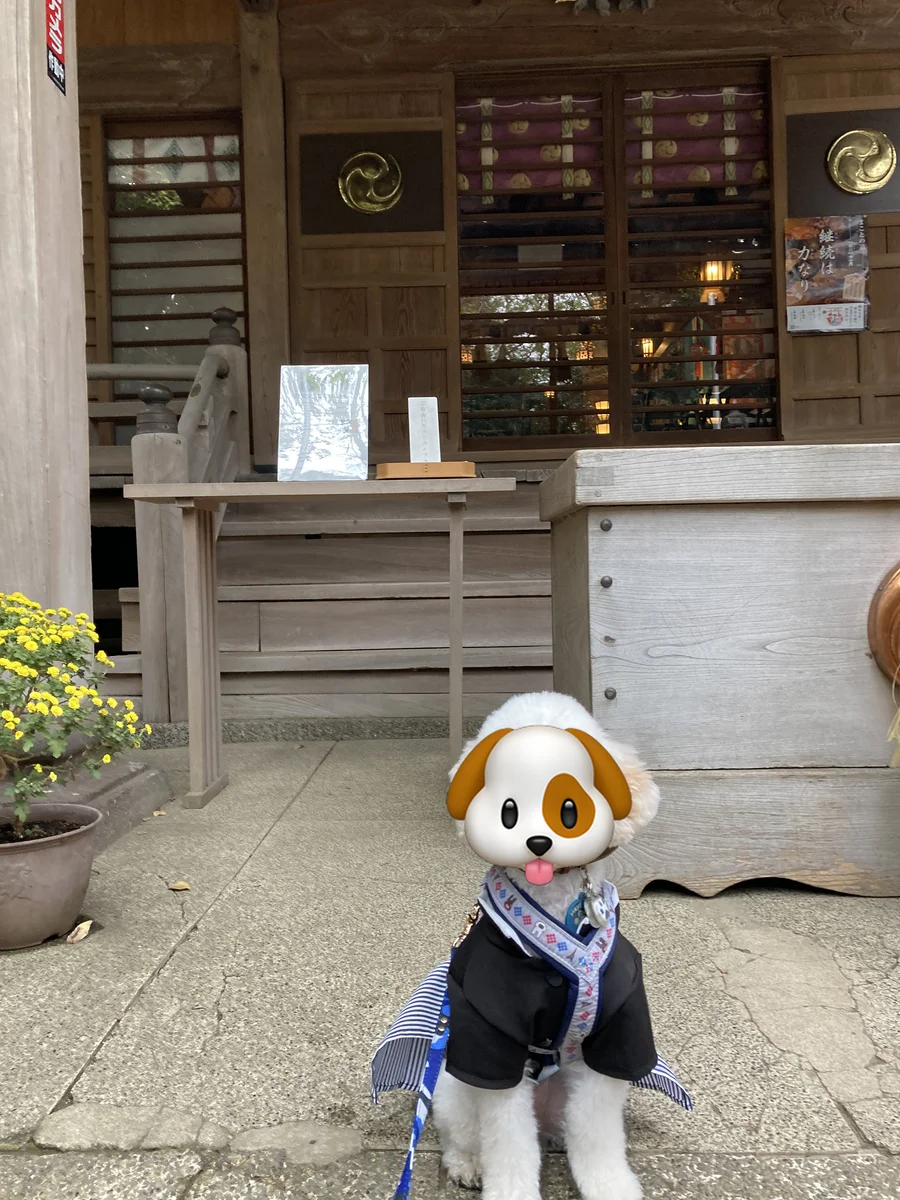 座間神社の社務所の前に立つ、袴姿のトイプードル