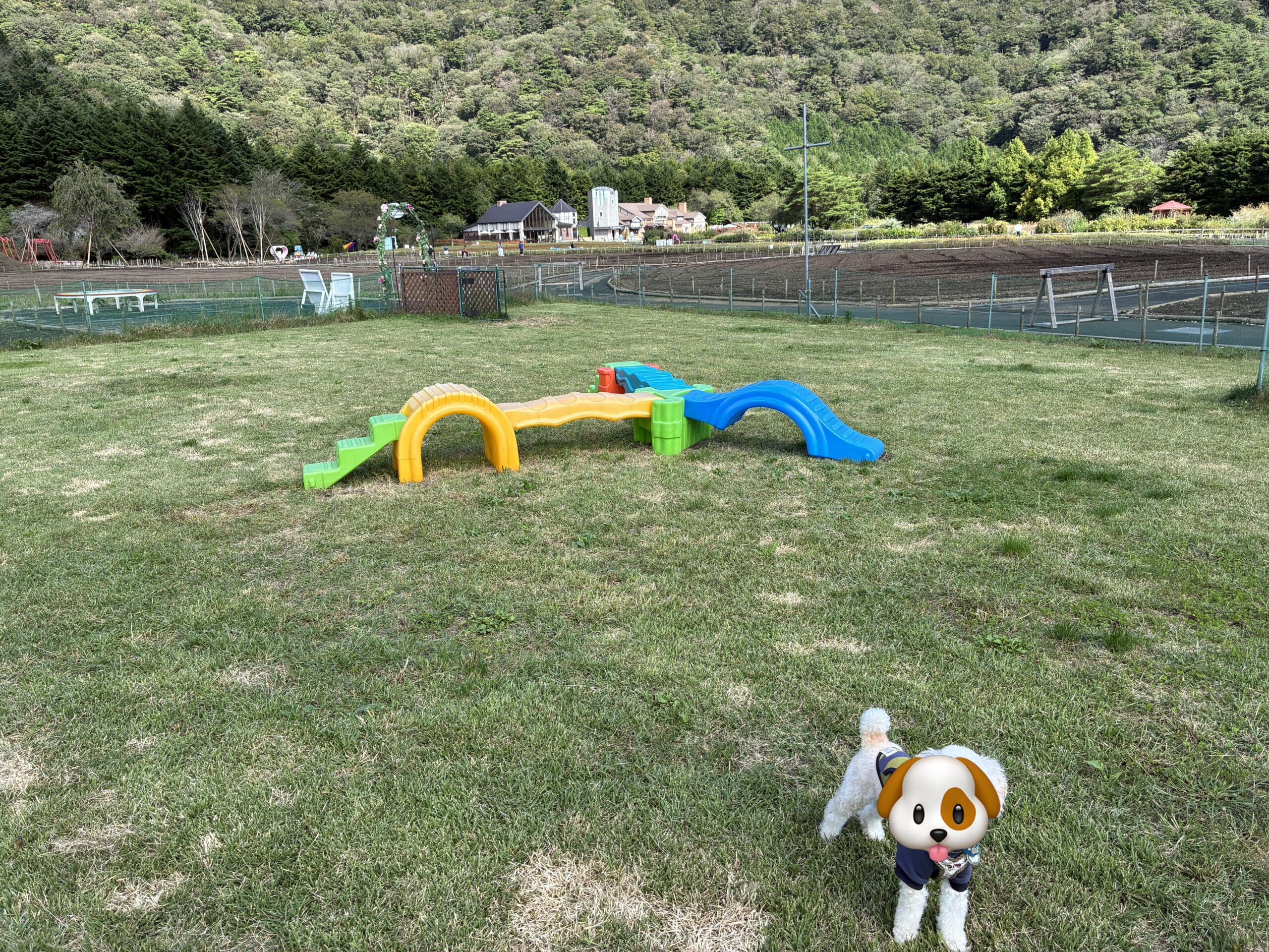 遊具のある広い芝生のドッグランに立つ白いトイプードル