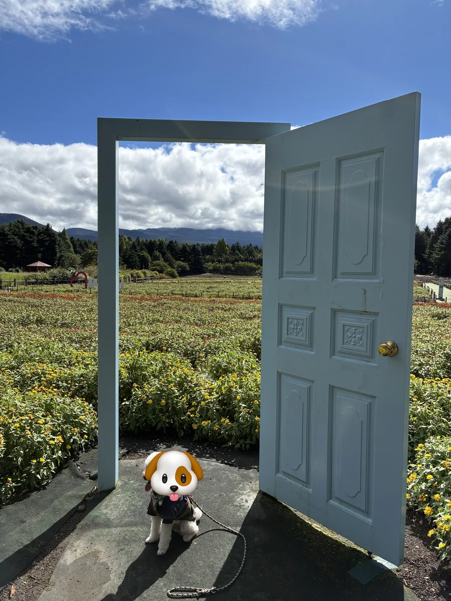 花畑の中に立つ水色の扉の前でお座りする白いトイプードル