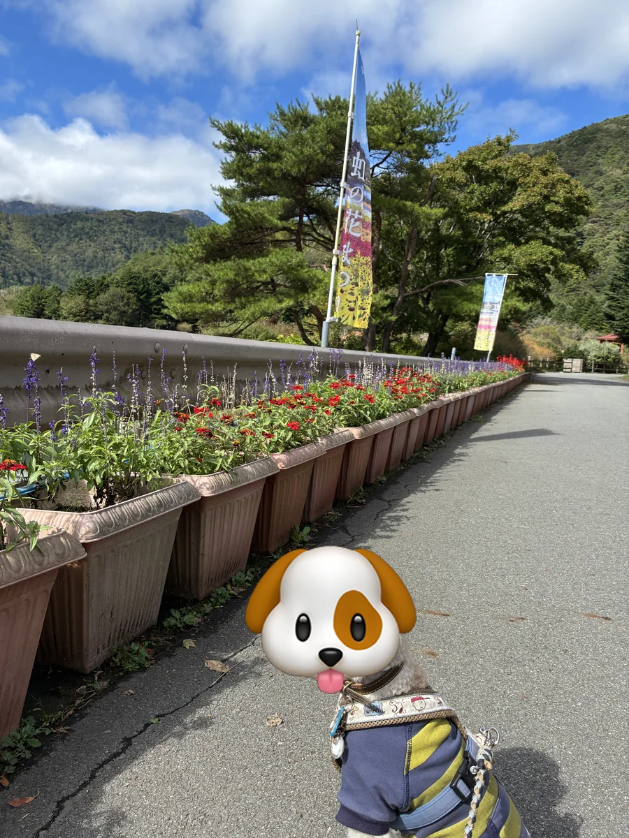花のプランターが並ぶ通路をリードで歩く白いトイプードル