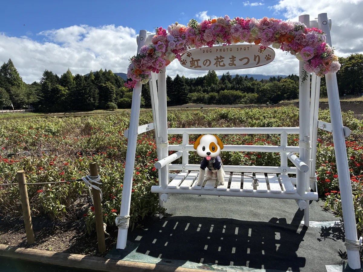 虹の花まつりの花のブランコに座る白いトイプードル