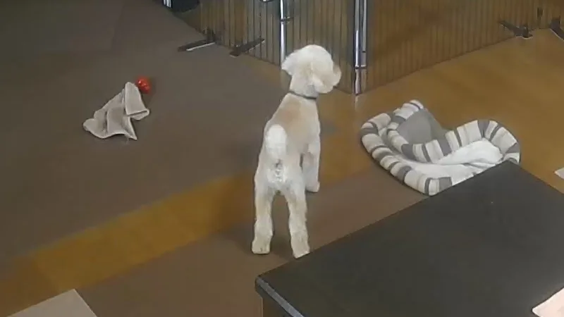 見守りカメラのフルHD映像に映る、部屋で立っているトイプードルのそら