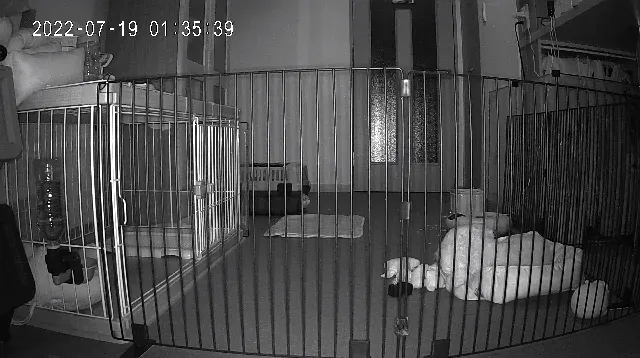 暗視に切り替わった見守りカメラの映像。夜のサークルで寝ているそら