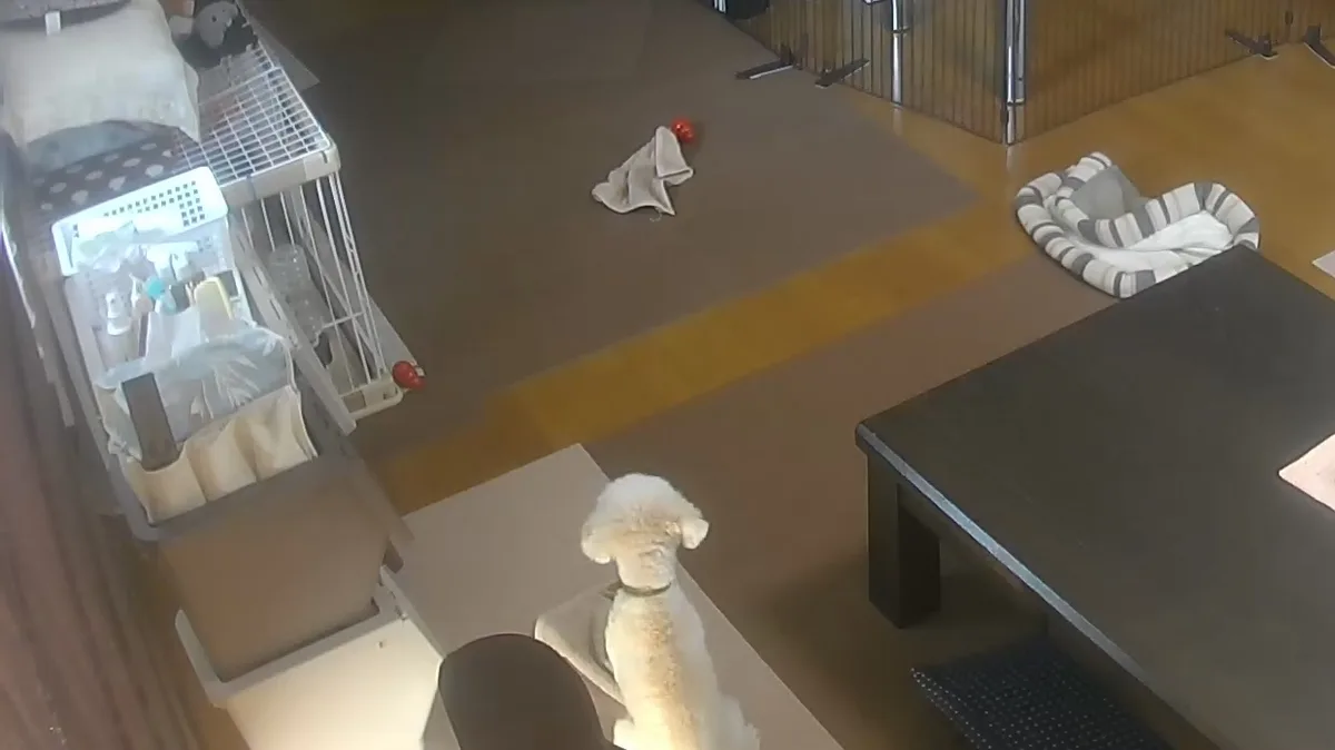 今のそら。サークルを使わず、部屋の中でお座りして過ごす様子を見守りカメラで撮った映像