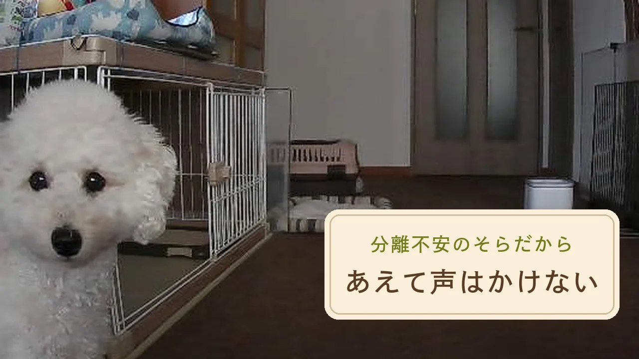 見守りカメラをのぞき込む白いトイプードルのそら