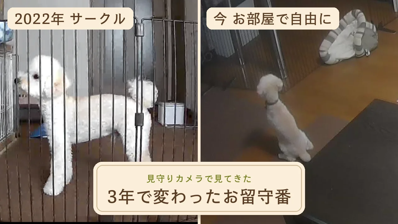 2022年にサークルで留守番するそらと、今は部屋で自由に過ごすそらを見守りカメラの映像で比べた写真